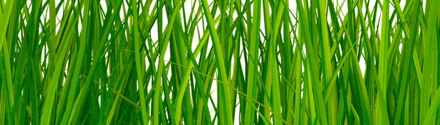 W. R. Davis & Son, LLC